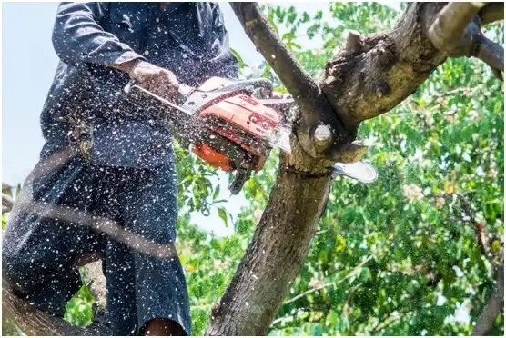 tree services Pawtucket